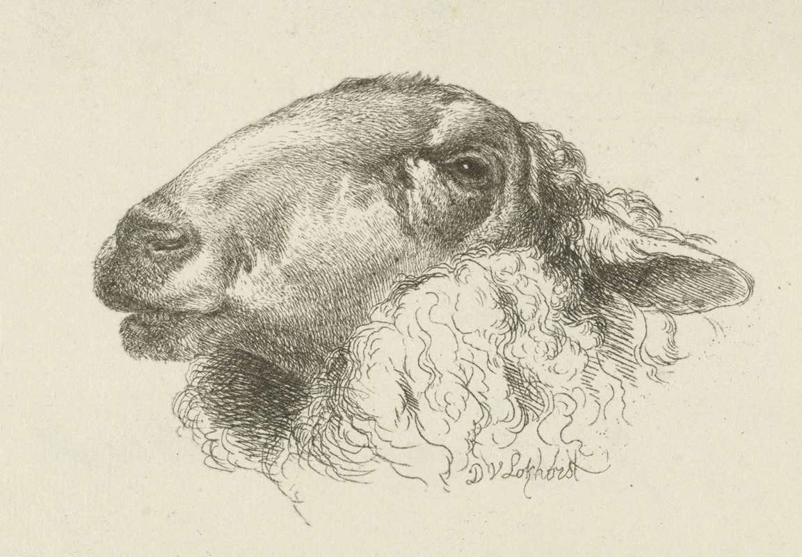 Kop van een schaap, naar links — Дирк Ван Локхорст