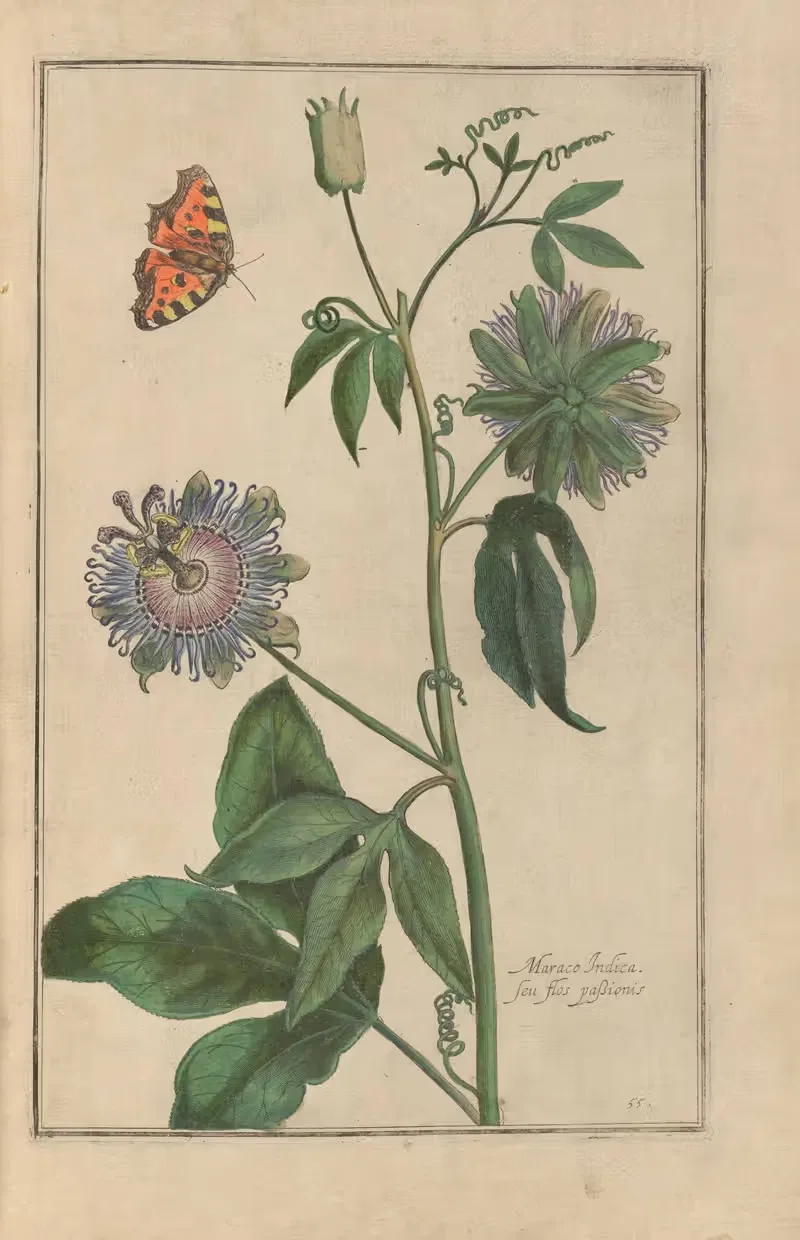 Theatrum florae Pl.57 by Daniel Rabel, 1622 — digital art print download