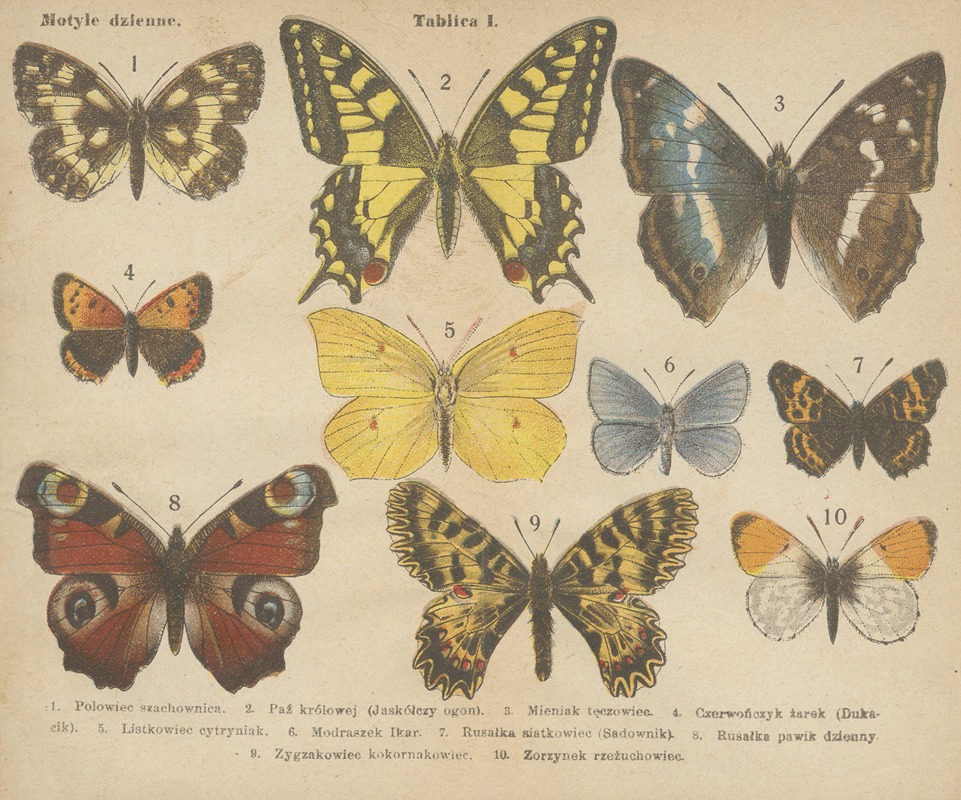 Motyle ; atlasik kieszonkowy Pl.01 — Dr. M. Arct