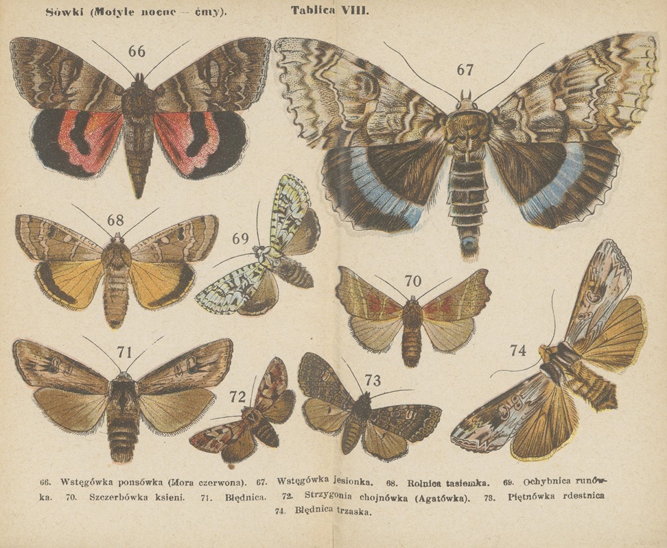 Motyle ; atlasik kieszonkowy Pl.08 — Dr. M. Arct