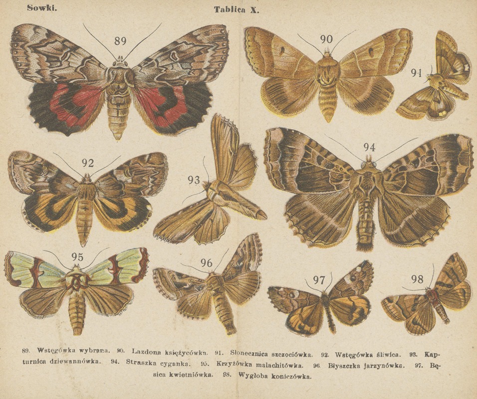 Motyle ; atlasik kieszonkowy Pl.10 — Dr. M. Arct