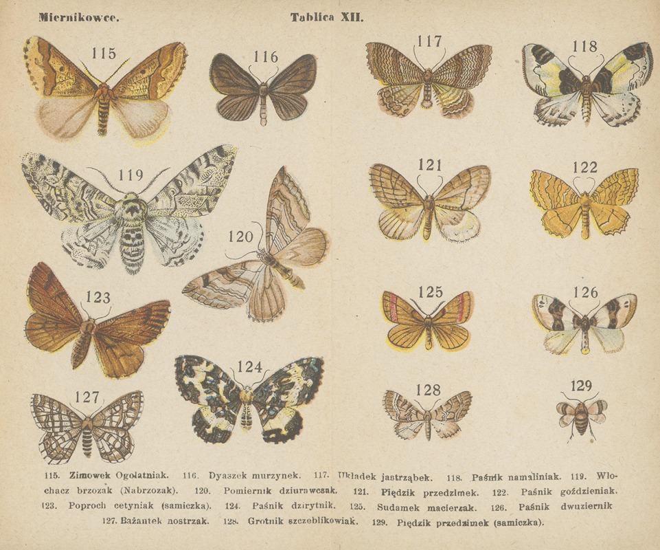 Motyle ; atlasik kieszonkowy Pl.12 — Dr. M. Arct