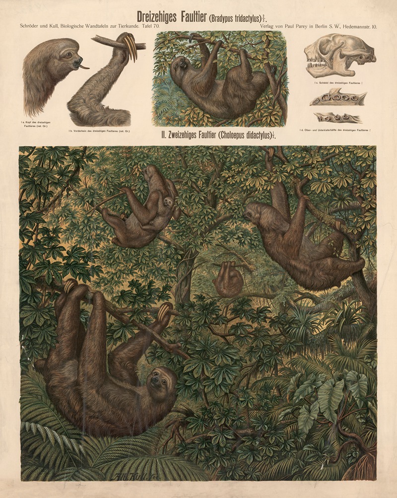Three-toed sloth by Albert Kull — digital art print download