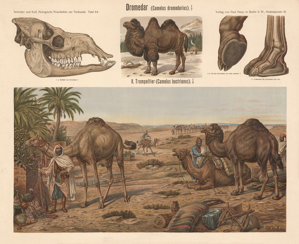 Dromedary by Albert Kull — digital art print download