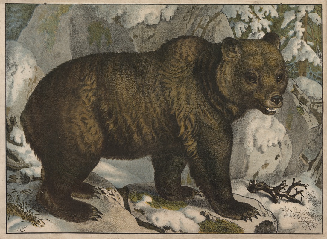 Bear by Emil Sachsse, 1884 — digital art print download