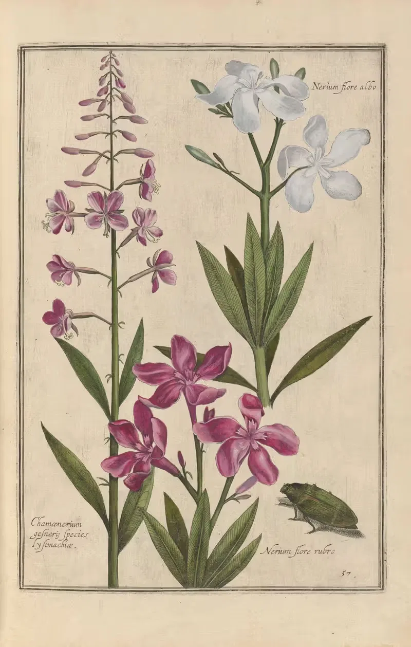 Theatrum florae Pl.59 by Daniel Rabel, 1622 — digital art print download