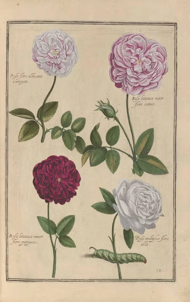 Theatrum florae Pl.60 by Daniel Rabel, 1622 — digital art print download