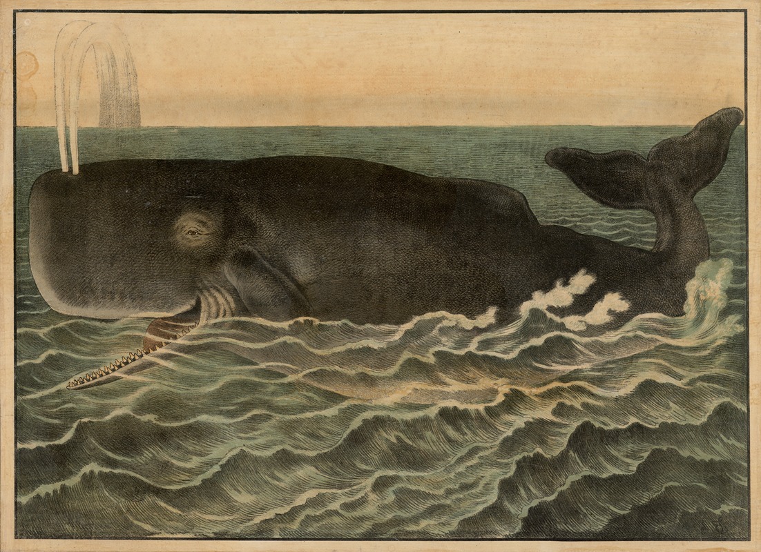 Sperm whale by Emil Sachsse, 1884 — digital art print download