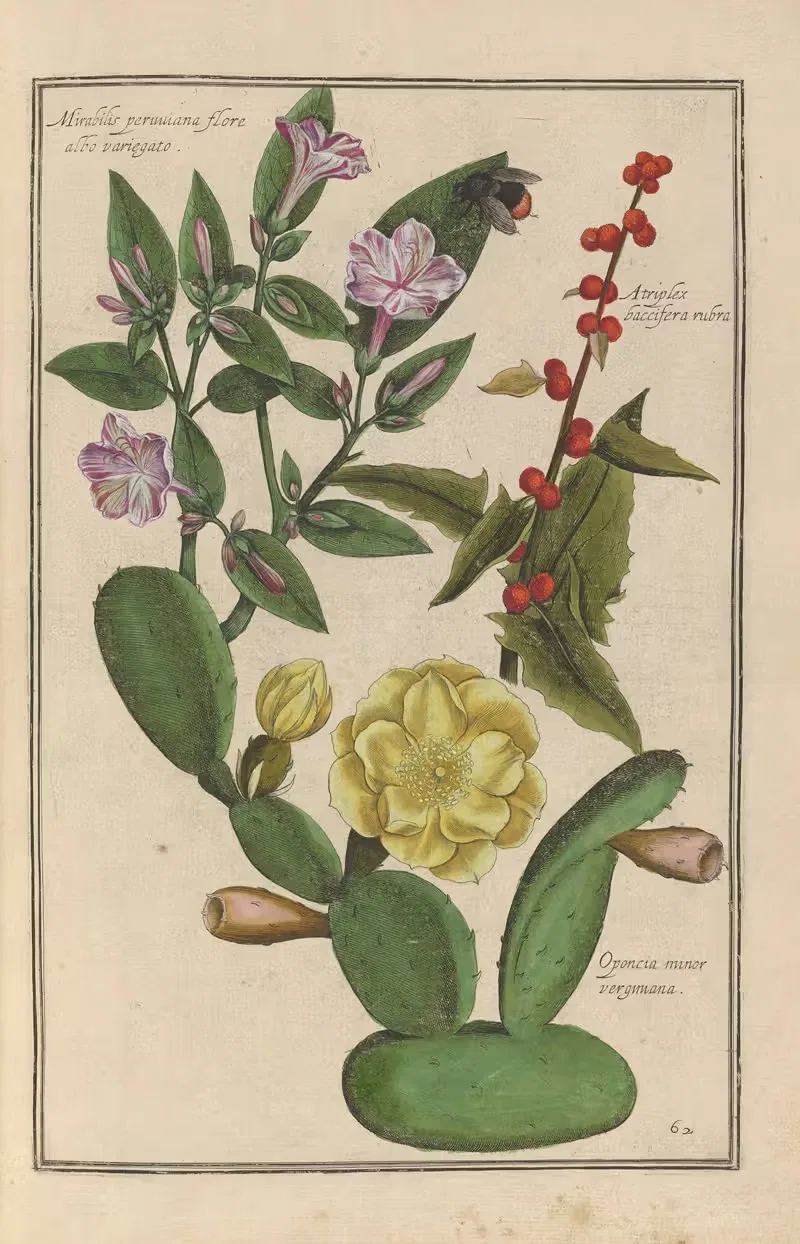 Theatrum florae Pl.64 by Daniel Rabel, 1622 — digital art print download