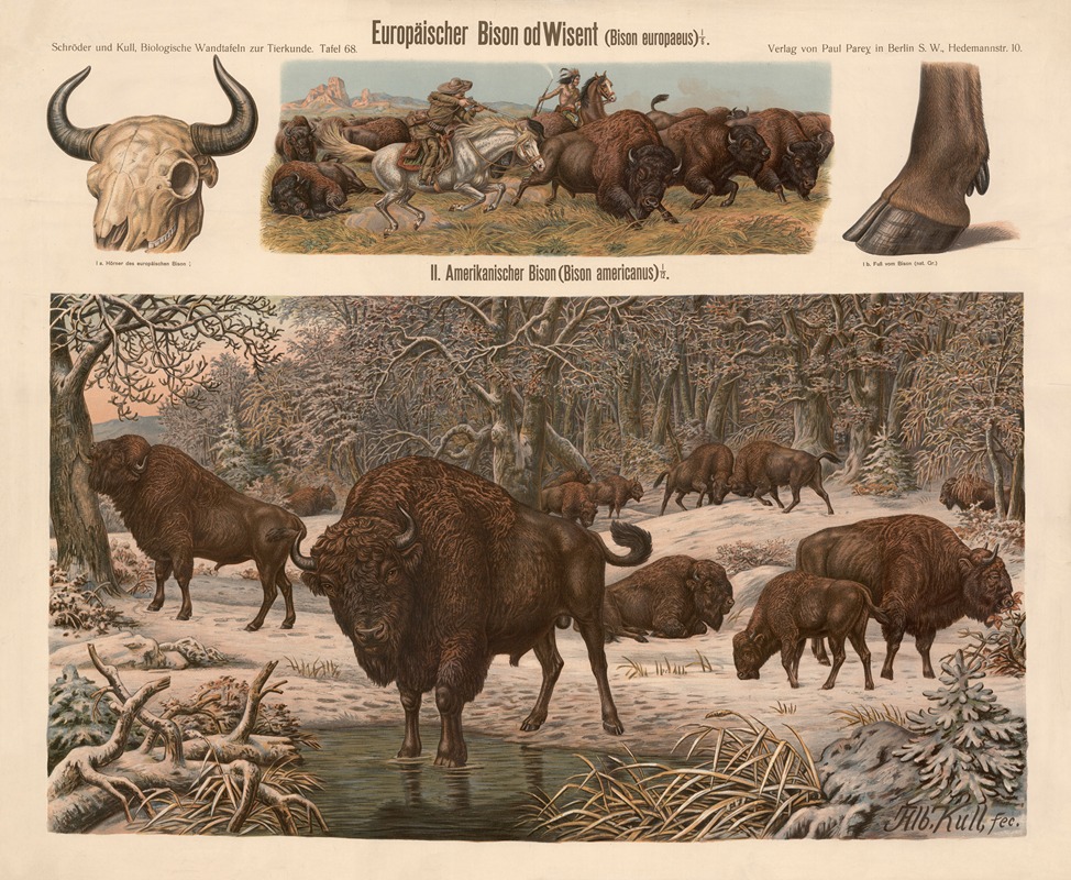European bison — Albert Kull