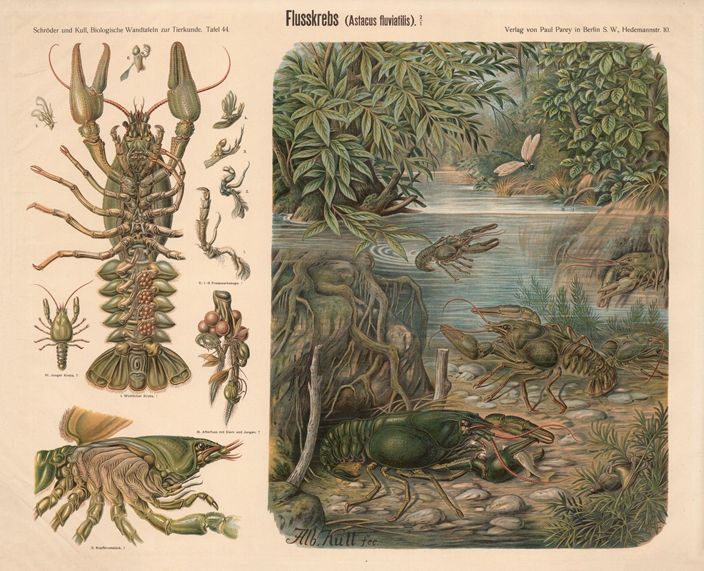 Crayfish by Albert Kull — digital art print download