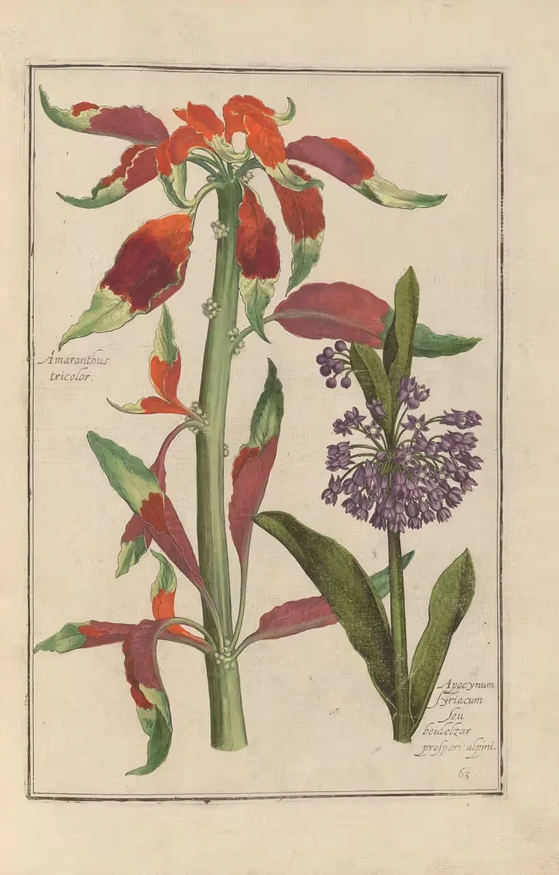 Theatrum florae Pl.65 by Daniel Rabel, 1622 — digital art print download