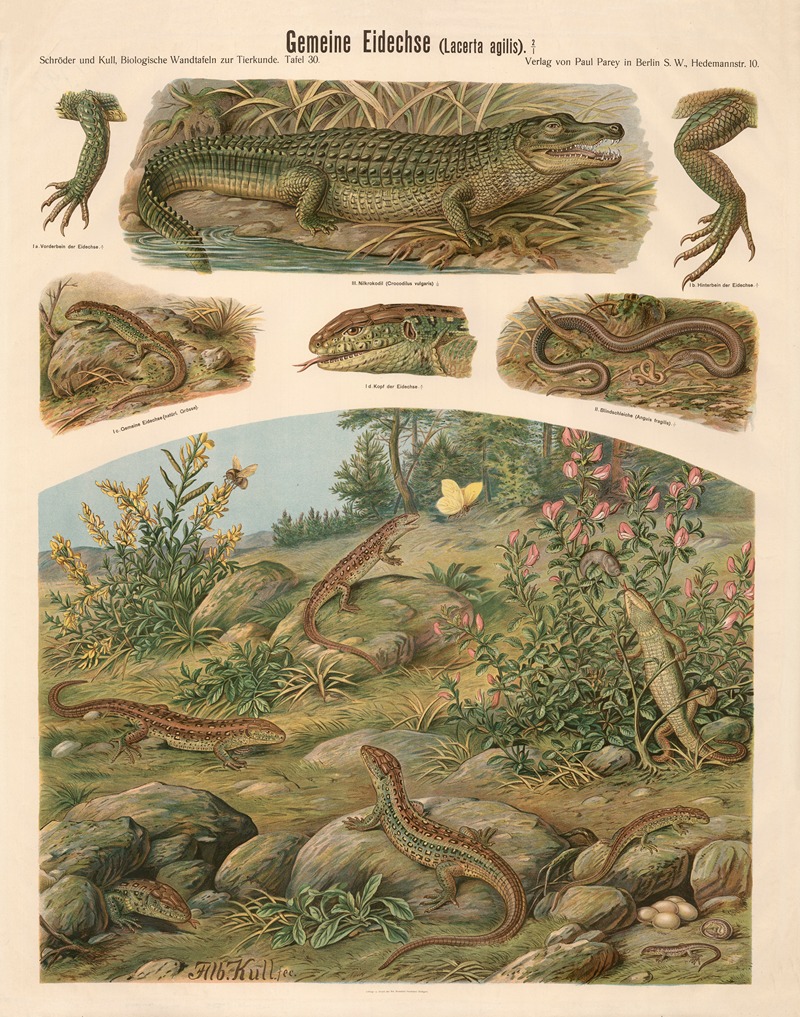 Common lizard by Albert Kull — digital art print download