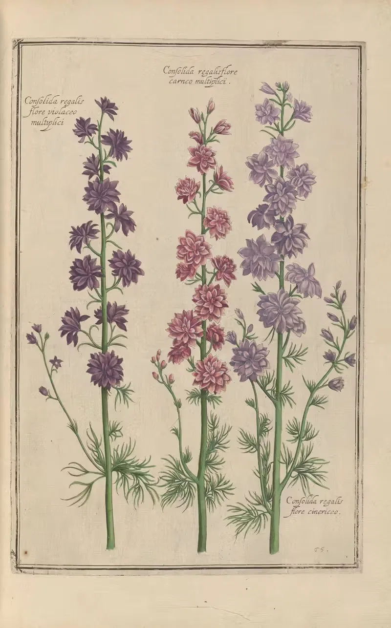 Theatrum florae Pl.67 by Daniel Rabel, 1622 — digital art print download