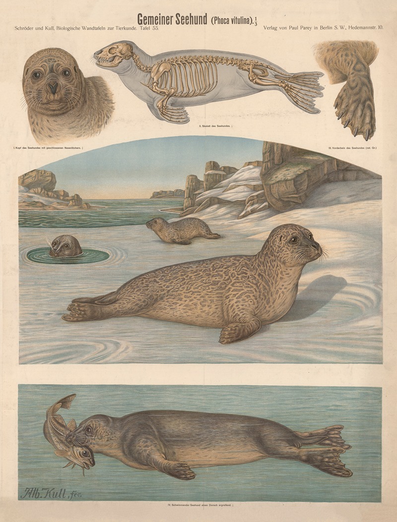 Common Seal by Albert Kull — digital art print download