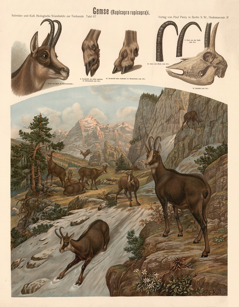Chamois by Albert Kull — digital art print download