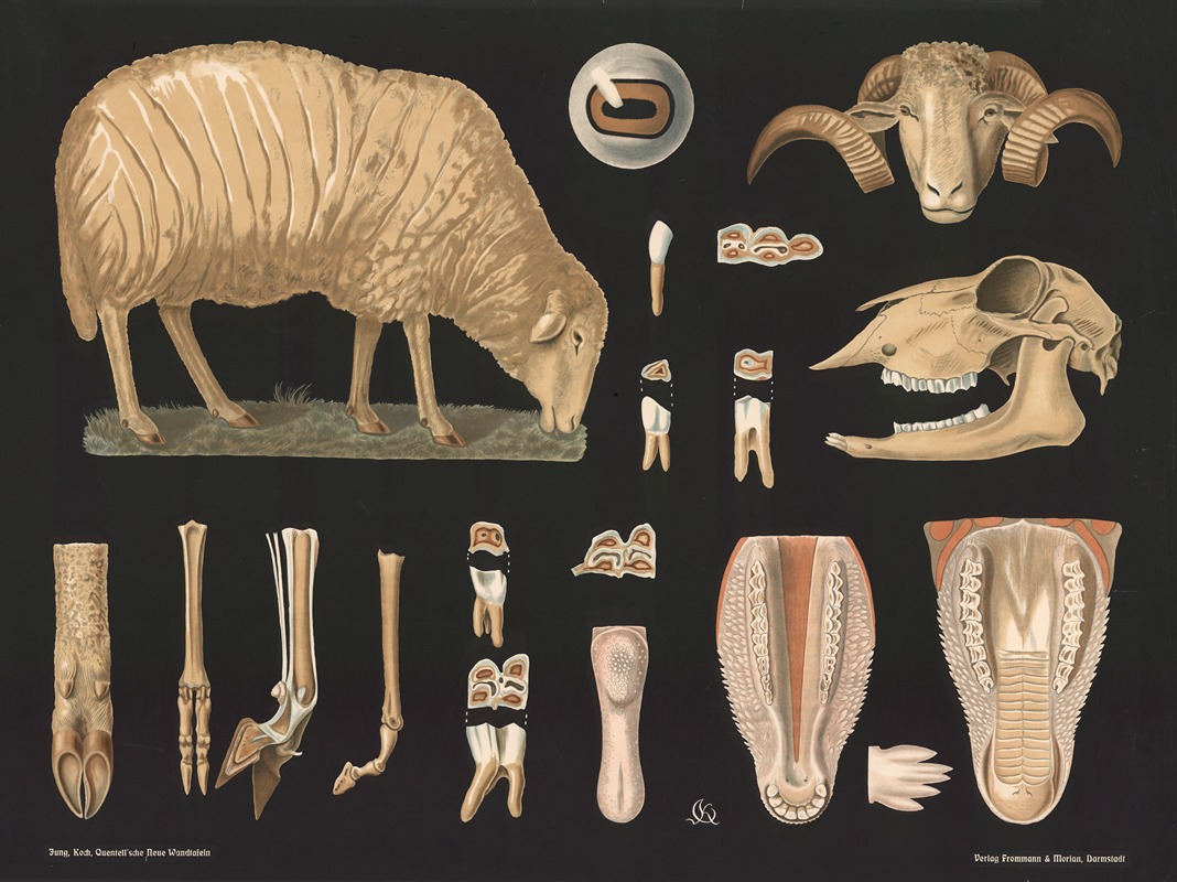Sheep (Ovis aries) by Gottlieb von Koch, 1910 — digital art print download