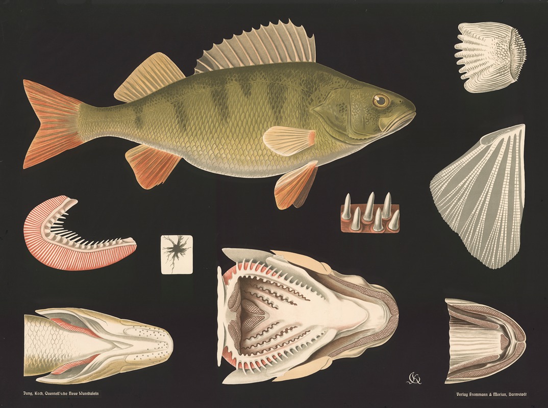 Perch (Perca fluviatilis) by Gottlieb von Koch, 1910 — digital art print download