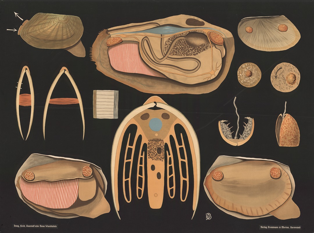 Duck mussel (Anodonta anatina) — Gottlieb von Koch