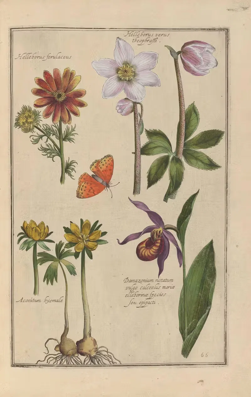 Theatrum florae Pl.68 by Daniel Rabel, 1622 — digital art print download