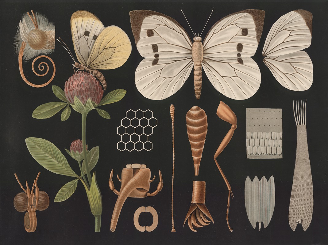 Cabbage butterfly (Pieris brassicae) II by Gottlieb von Koch, 1910 — digital art print download
