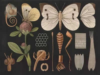Cabbage butterfly (Pieris brassicae) II by Gottlieb von Koch, 1910 — digital art print download