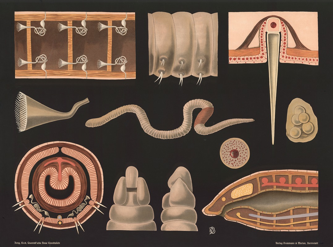 Earthworm (Lumbricus terrestris) by Gottlieb von Koch, 1910 — digital art print download