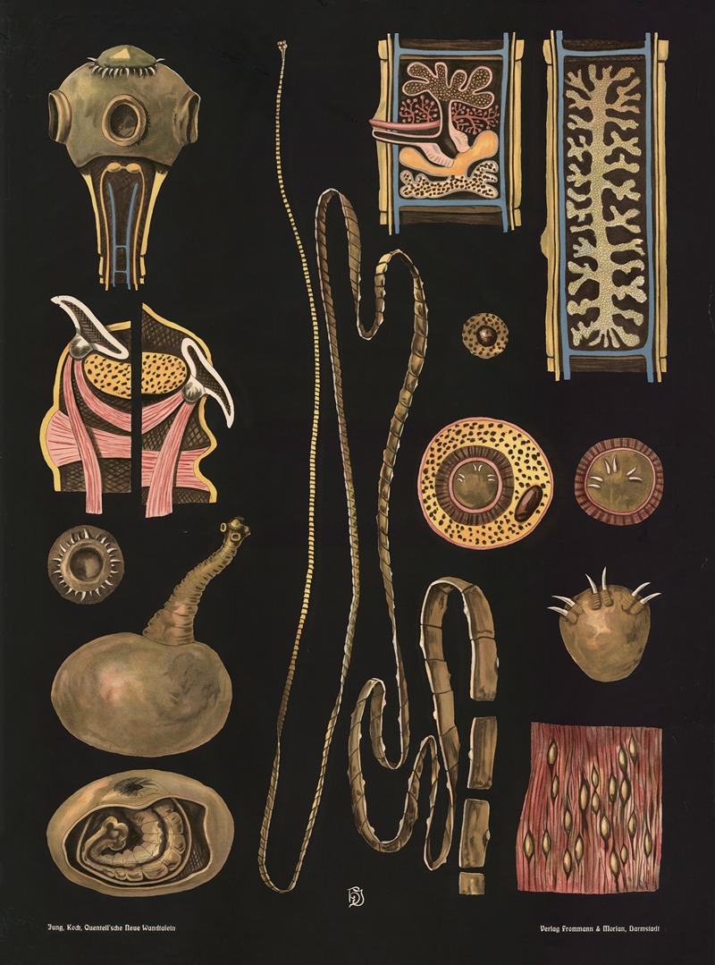 Tapeworm (Taenia solium) by Gottlieb von Koch, 1910 — digital art print download