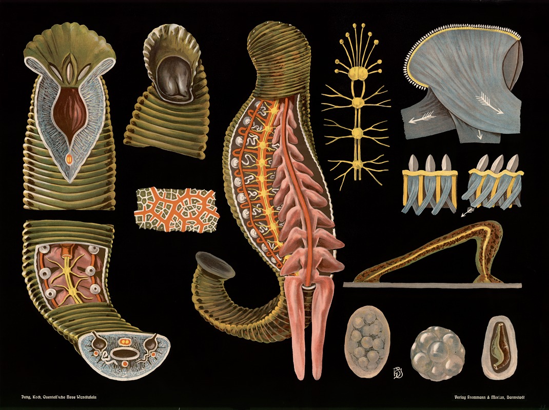 Medicinal leech (Hirudo medicinalis) by Gottlieb von Koch, 1910 — digital art print download