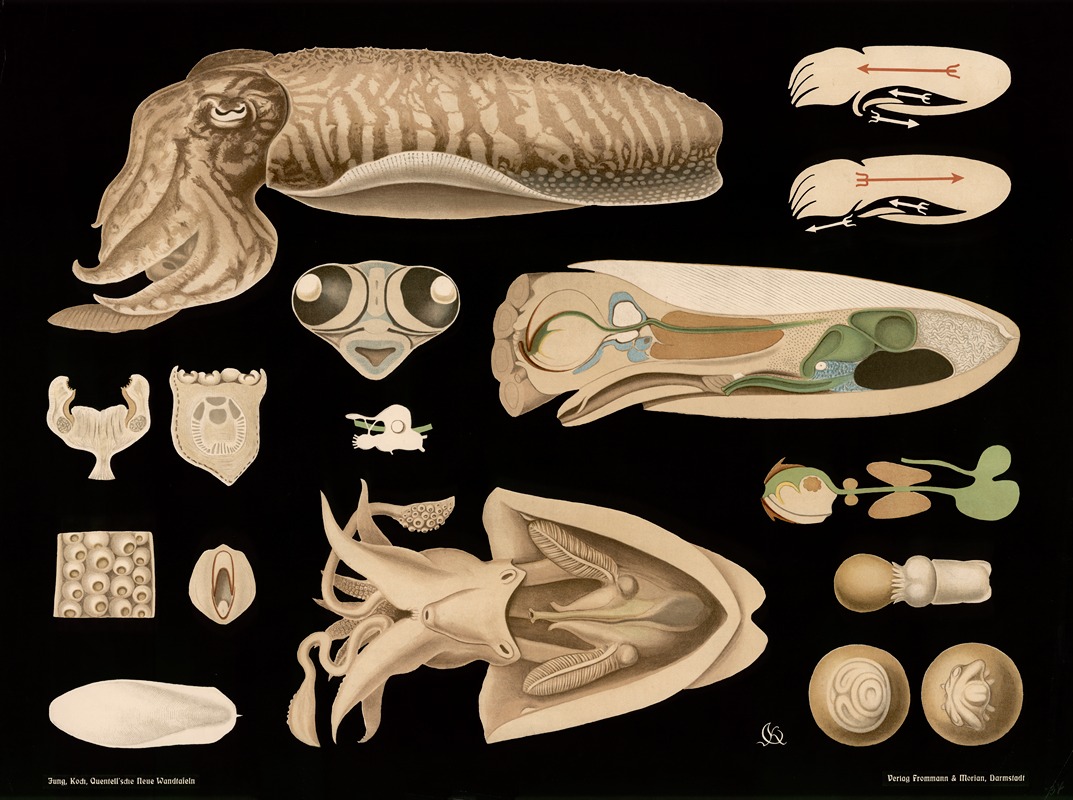 Cuttlefish (Sepia officinalis) by Gottlieb von Koch, 1910 — digital art print download