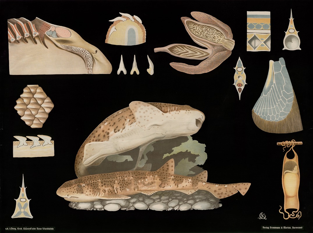 Catshark (Scyllium catulus) by Gottlieb von Koch, 1910 — digital art print download