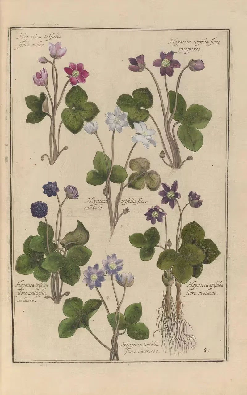 Theatrum florae Pl.69 by Daniel Rabel, 1622 — digital art print download