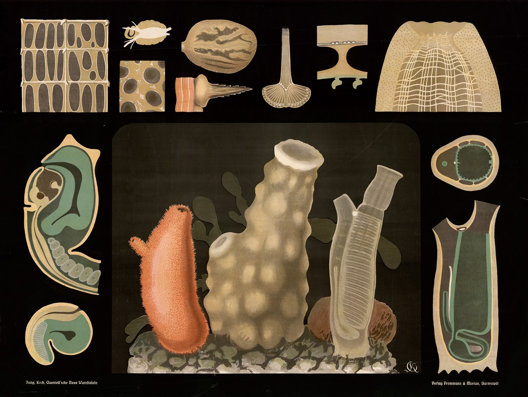 Freshwater sponges (Spongilla) by Gottlieb von Koch, 1910 — digital art print download