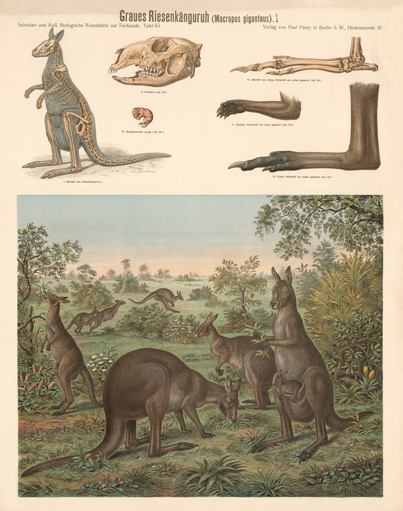 Eastern Grey Kangaroo by Albert Kull — digital art print download