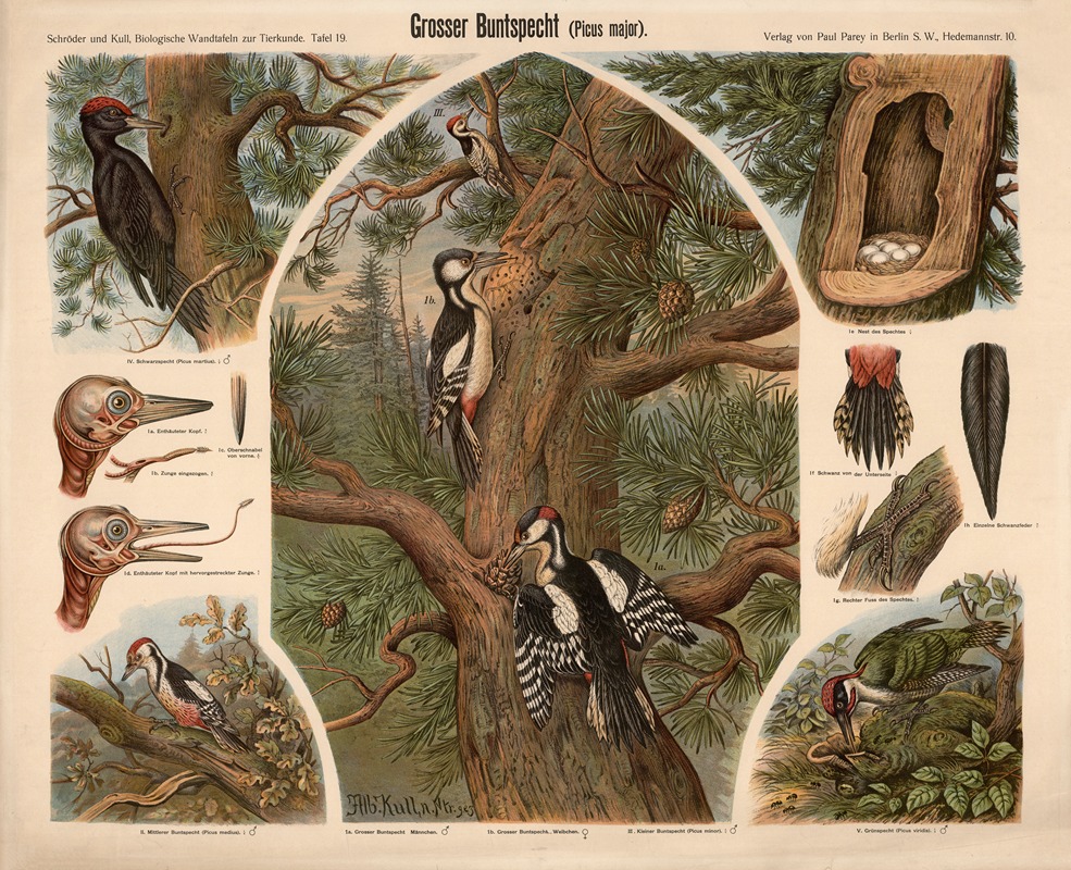 Great Spotted Woodpecker — Albert Kull