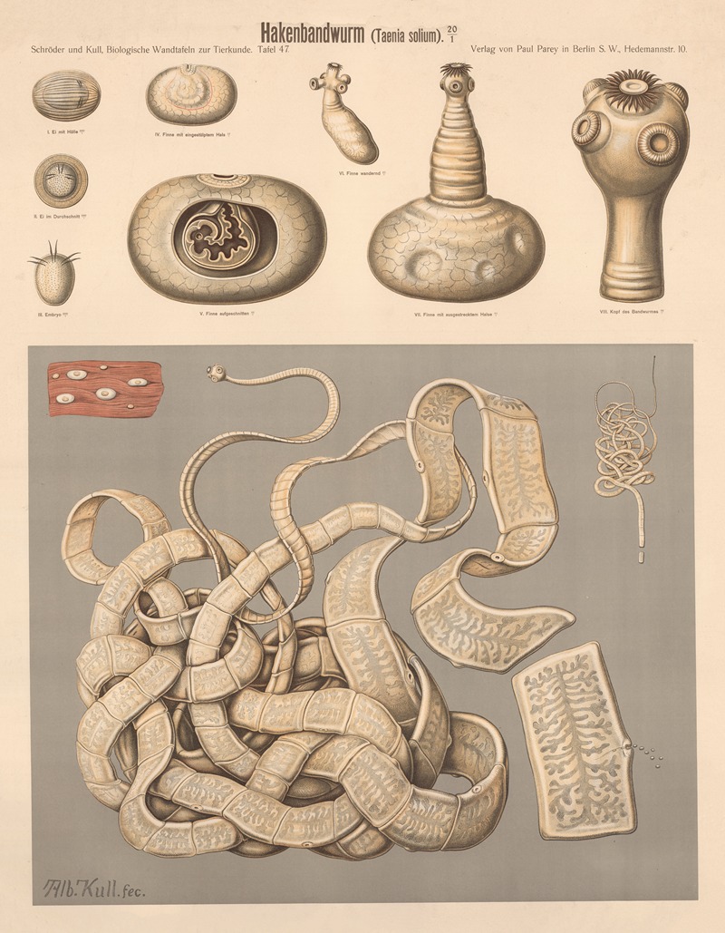 Pork tapeworm by Albert Kull — digital art print download
