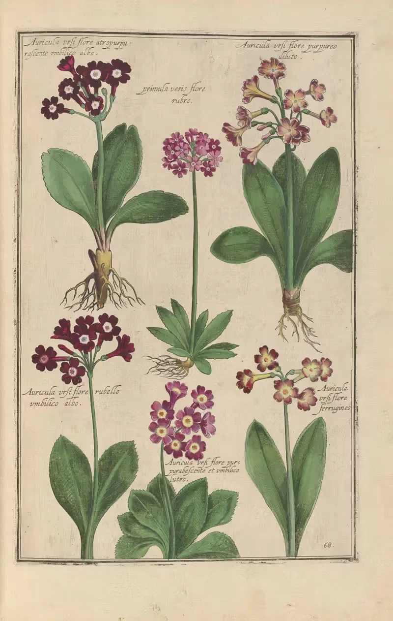Theatrum florae Pl.70 by Daniel Rabel, 1622 — digital art print download