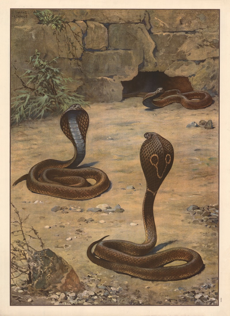 Indian cobra by Hans Schmidt, 1910 — digital art print download