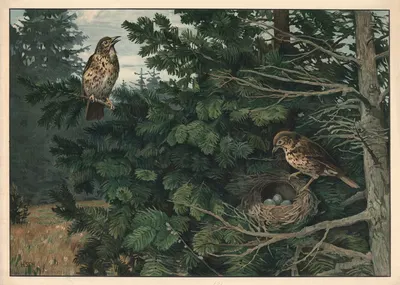 Song thrush by Hans Schmidt, 1912 — digital art print download
