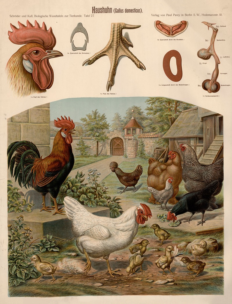 Chicken by Albert Kull — digital art print download