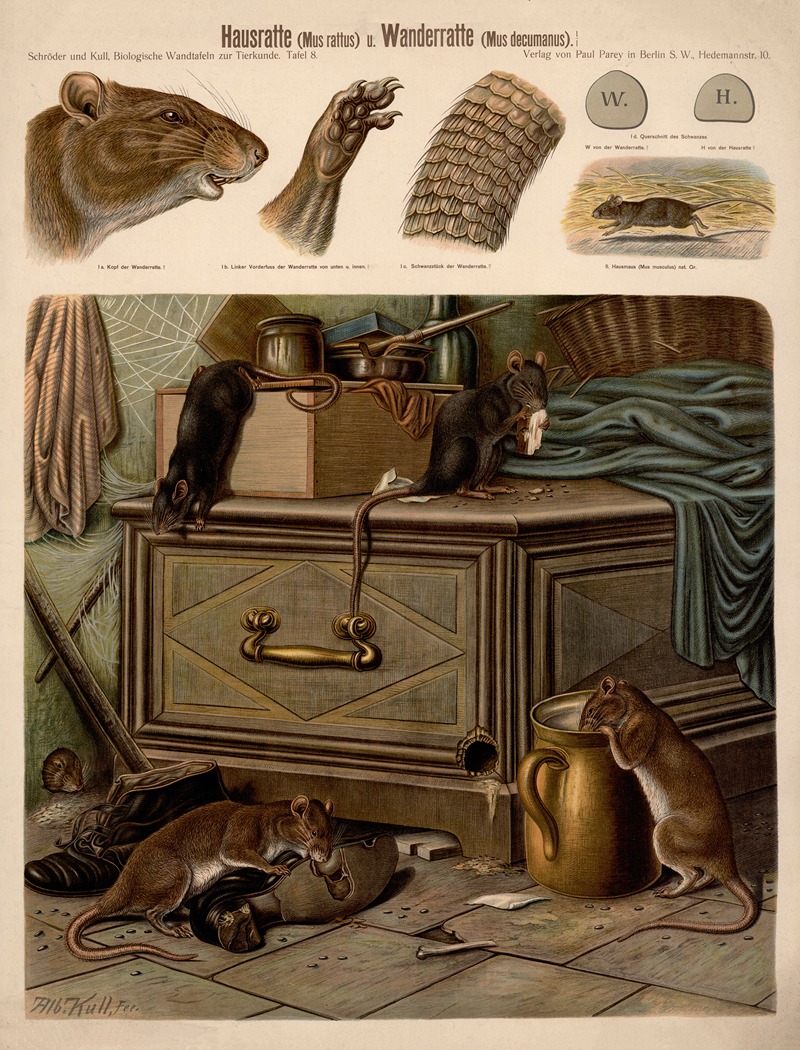 House rat — Albert Kull