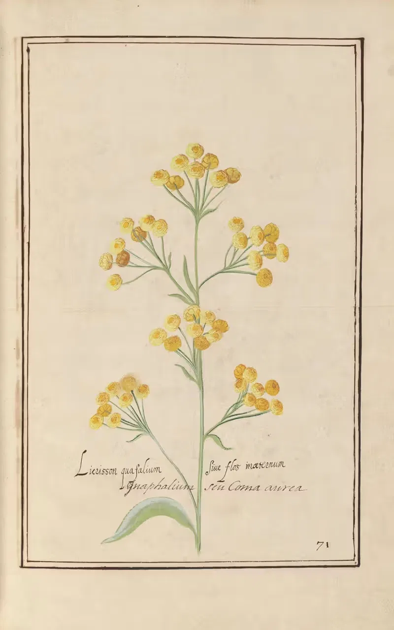 Theatrum florae Pl.73 by Daniel Rabel, 1622 — digital art print download