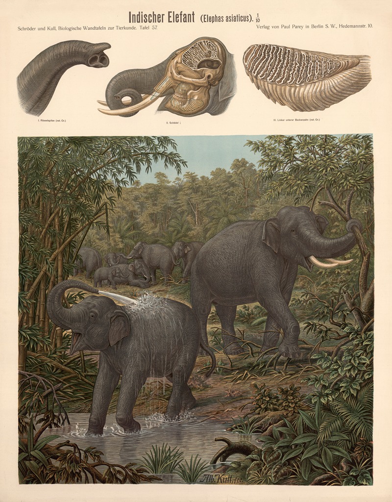 Indian elephant by Albert Kull — digital art print download