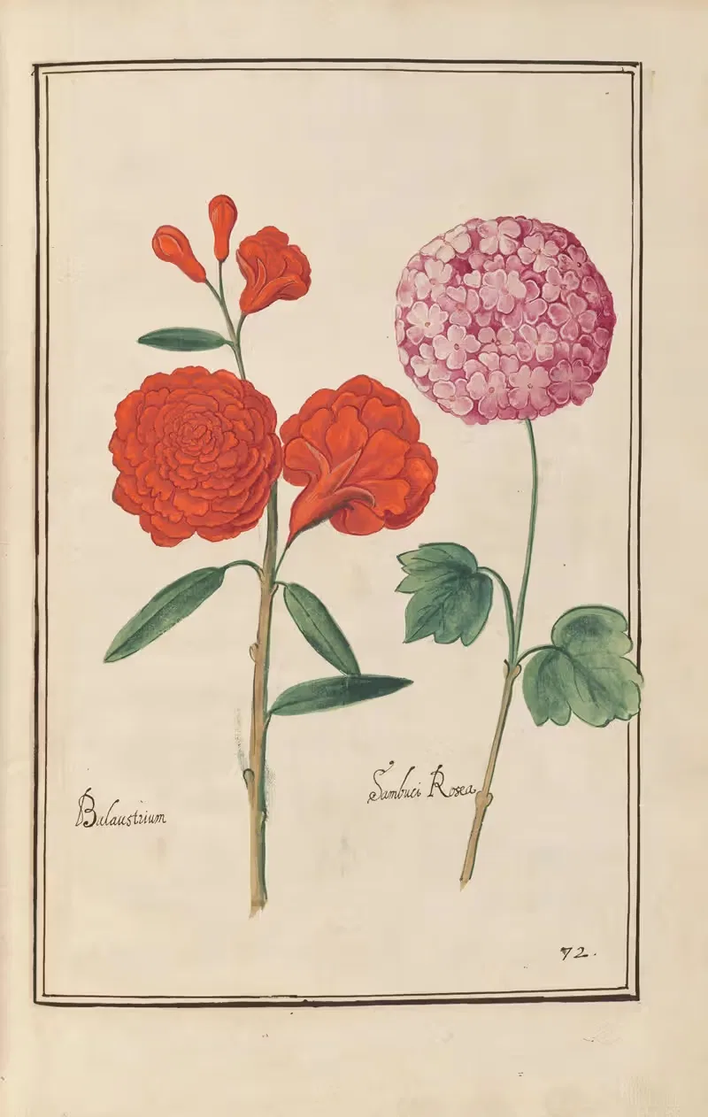 Theatrum florae Pl.74 by Daniel Rabel, 1622 — digital art print download