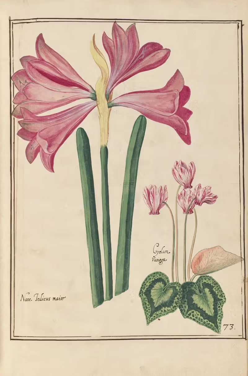 Theatrum florae Pl.75 by Daniel Rabel, 1622 — digital art print download