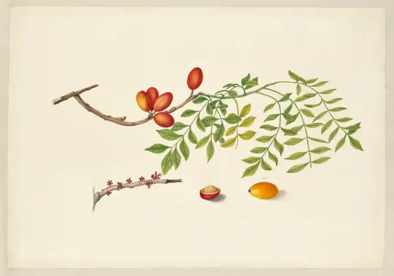 Spondias purpurea by Dorothea Eliza Smith, 1850-1853 — digital art print download