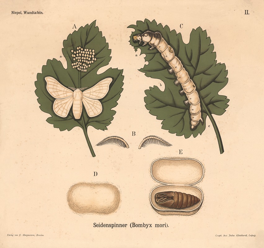Seidenspinner (Bombyx mori) by Julius Klinkhardt, 1911 — digital art print download