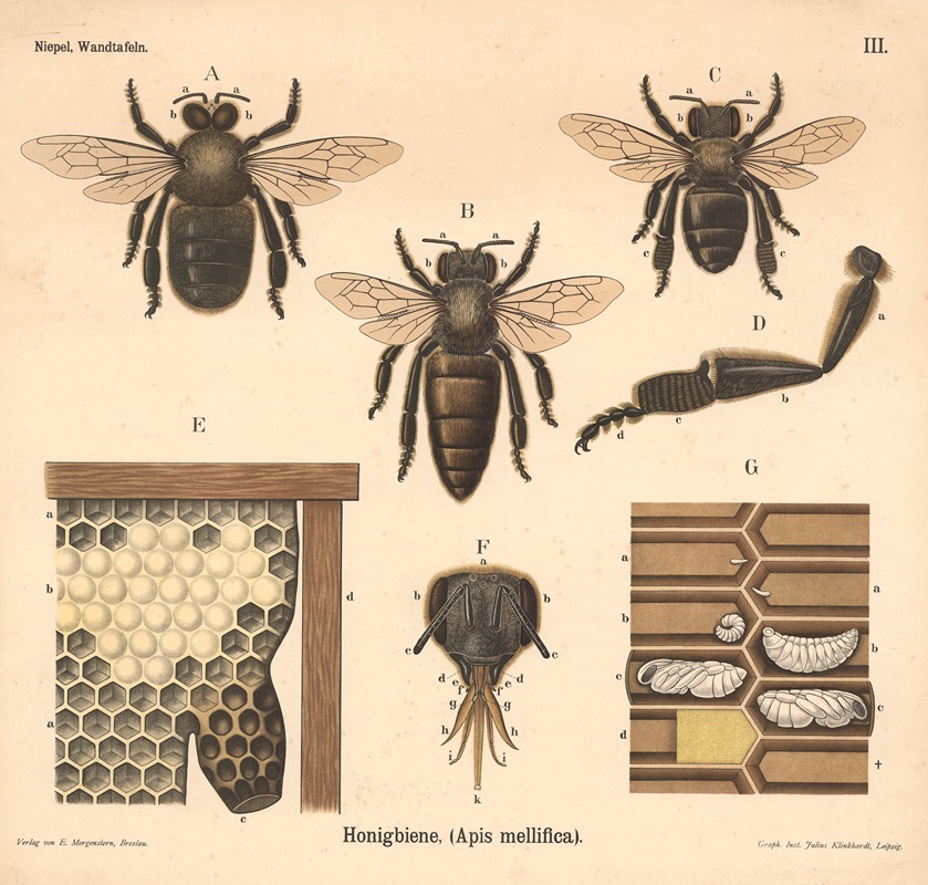 Honigbiene, (Apis mellifica) by Julius Klinkhardt, 1911 — digital art print download