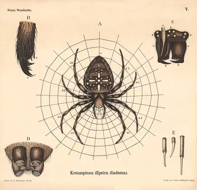 Kreuzspinne, (Epeira diadema) by Julius Klinkhardt, 1911 — digital art print download