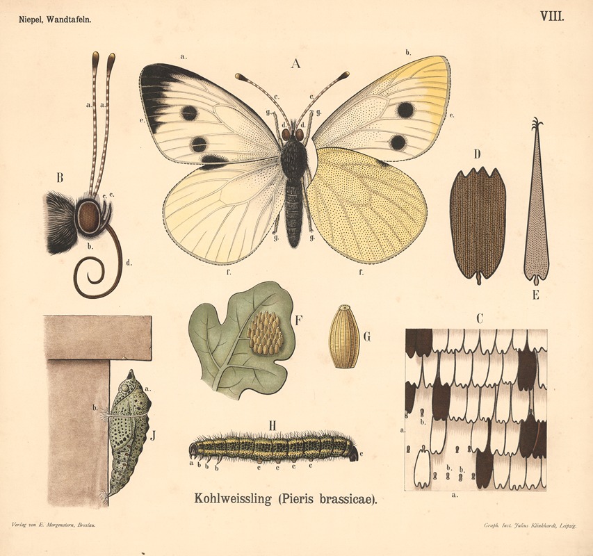 Kohlweissling (Pieris brassicae) by Julius Klinkhardt, 1911 — digital art print download
